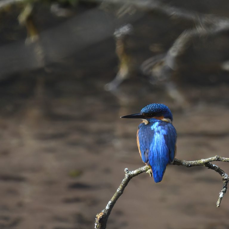 Copyright Paul Bennell Kingfisher Soudley Ponds
