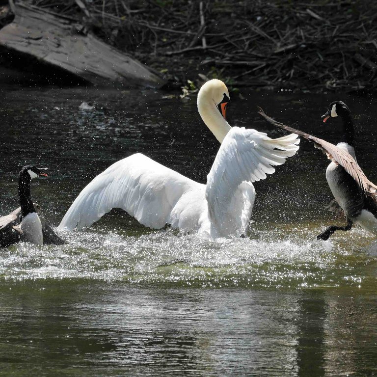 Copyright Paul Bennell Swan vs Geese on the Wye