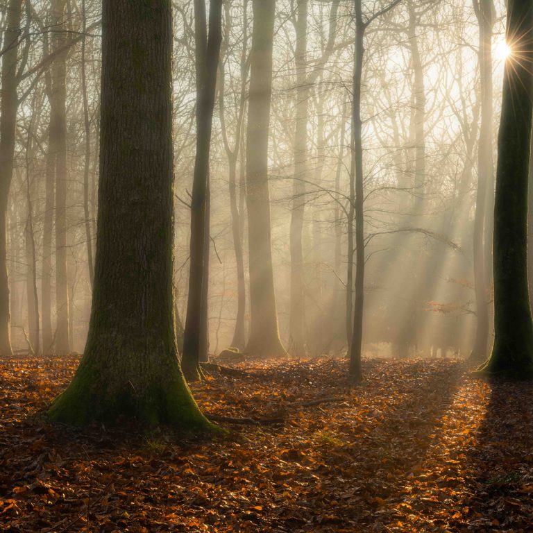 Copyright Tim Scanlan BROOM HILL AUTUMN
