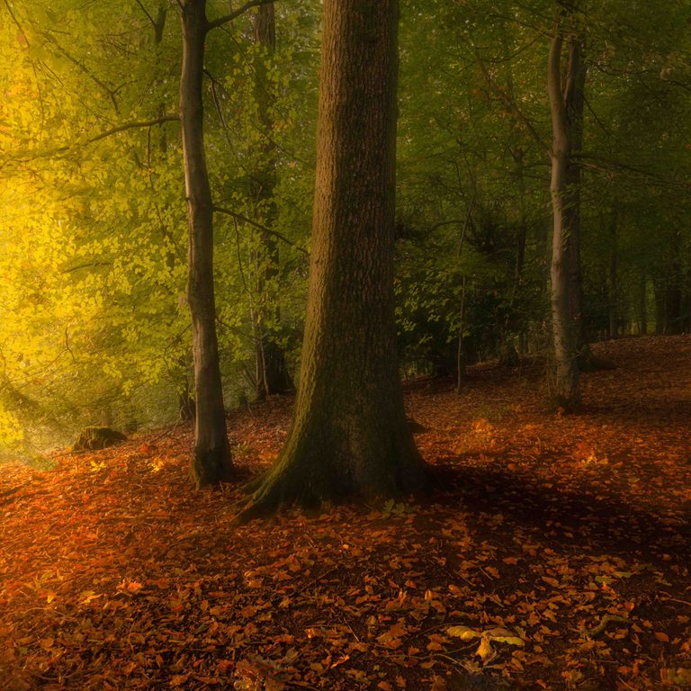 Copyright Tim Scanlan BULLOCKS BEECH