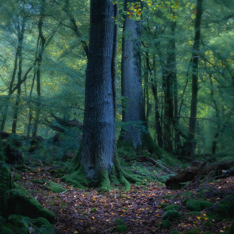 Copyright Tim Scanlan STAUNTON WOODS