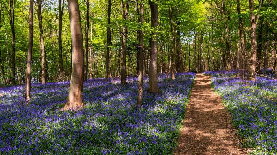 Accessible Walks through the bluebells in the Forest of Dean and Wye Valley