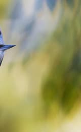 Birds of the Forest of Dean and Wye Valley