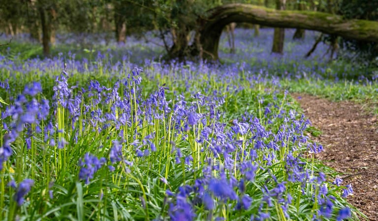 Bluebells at Bigsnap Woods Photo credit Paul Williamson