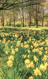 Daffodils in the Forest of Dean and Wye Valley