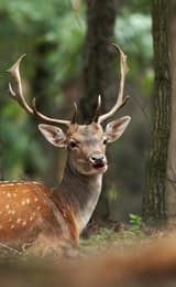 Deer in the Forest of Dean and Wye Valley