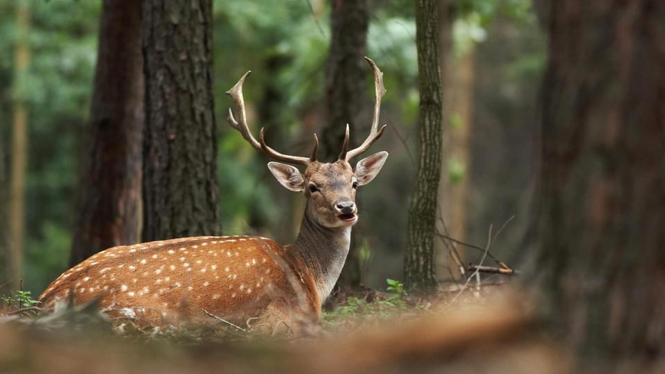 Deer in the Forest of Dean and Wye Valley