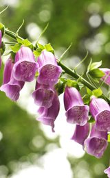 Flora of the Forest of Dean and Wye Valley