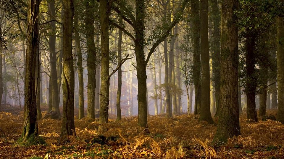 Forest in Autumn showing organge ferns and moods woods