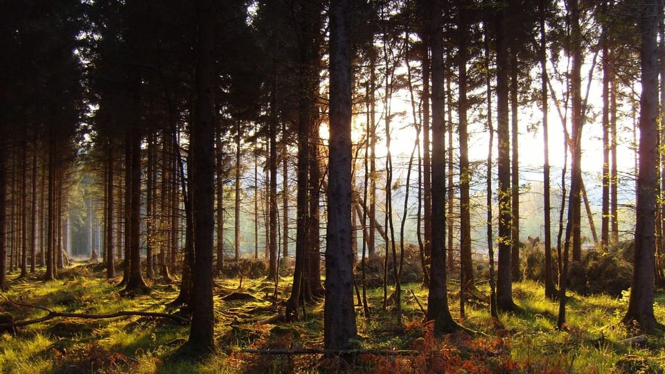 Leaf Peeping in a Forest with the sun shining through the trees