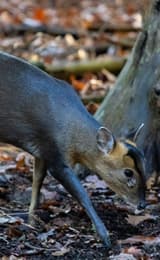 Muntjac deer Forest of Dean