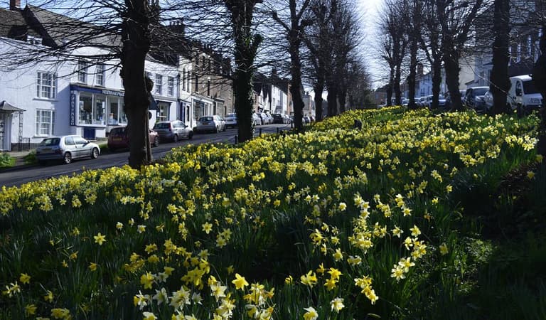Newnham Daffodils