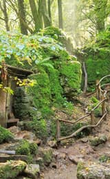 Puzzlewood Forest is a magical place in Coleford in the Forest of Dean