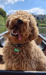 Dog on a canoe at Symonds Yat Canoe Hire