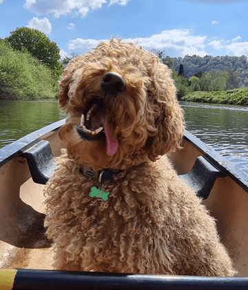 Dog on a canoe at Symonds Yat Canoe Hire