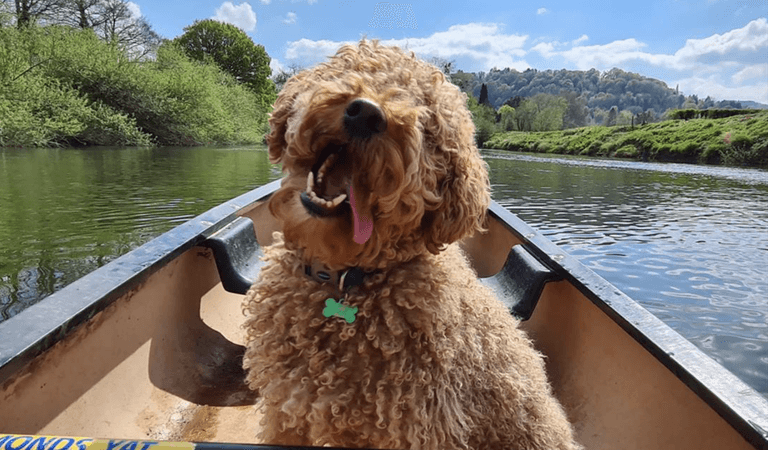 Dog on a canoe at Symonds Yat Canoe Hire