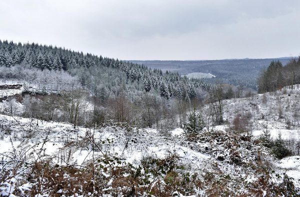Winter in the Forest of Dean and Wye Valley