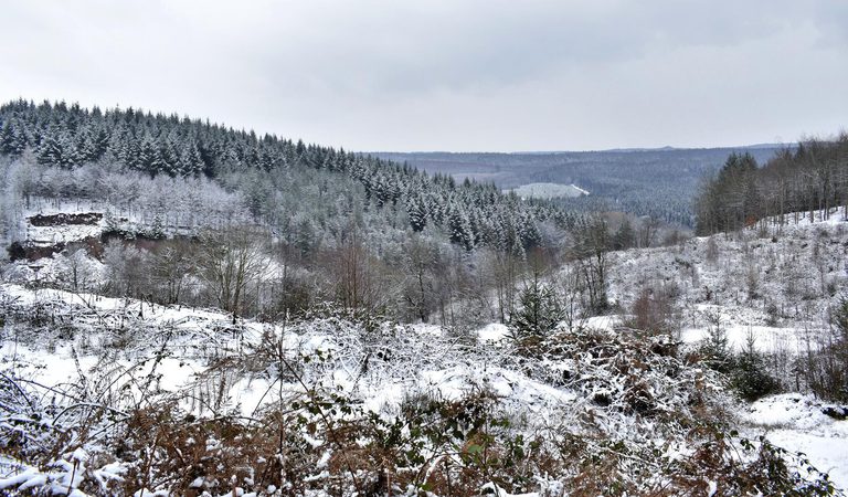 Winter in the Forest of Dean and Wye Valley