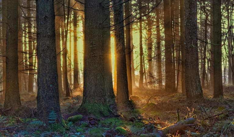 Woodland with the sunlight shining through the trees