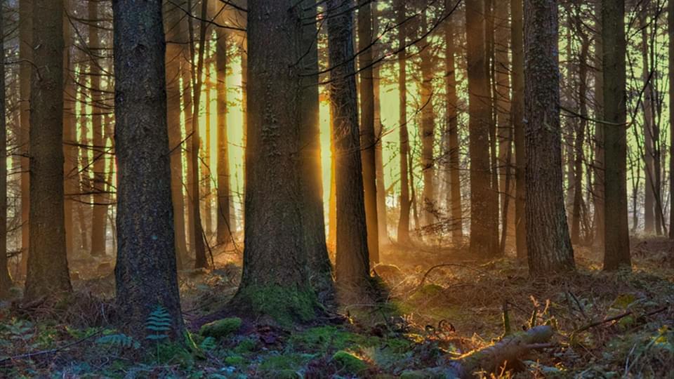 Woodland with the sunlight shining through the trees