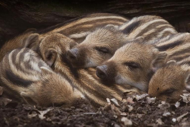 Wild Boar Humbugs in the Forest of Dean