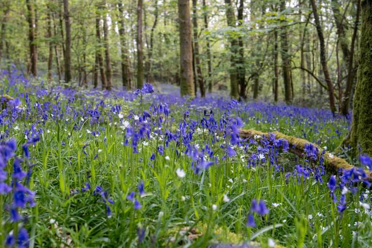 Bluebells and spring wildflowers in the Forest of Dean photo credit Paul Williamson