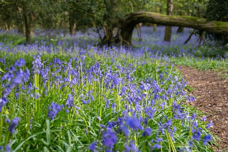 Bluebells in Cadora Woods photo credit Paul Williamson