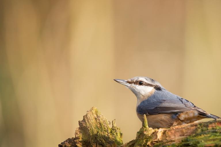 Nature Wildlife Nuthatch in the Forest of Dean