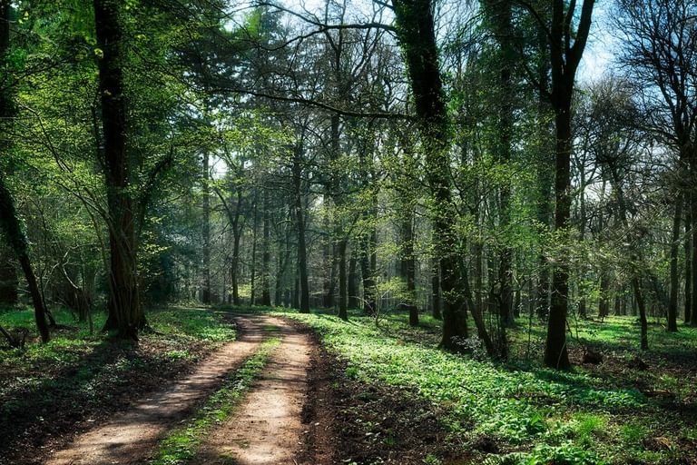 Mailscot Woods in Forest of Dean. Sun filtering through the trees and view along a forest track. The start of many of the walks from Symonds Yat Rock Lodge.